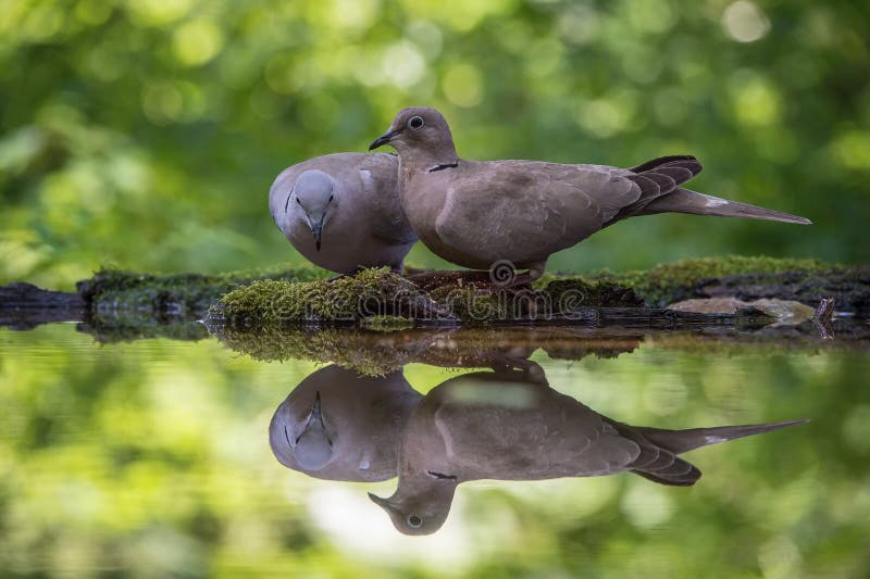 De Europees-Aziatische Collared Duif of Streptopelia-decaocto zitten bij waterhole royalty-vrije stock afbeeldingen De Europees-Aziatische Collared Duif of Streptopelia-decaocto zitten bij waterhole royalty-vrije stock afbeeldingen