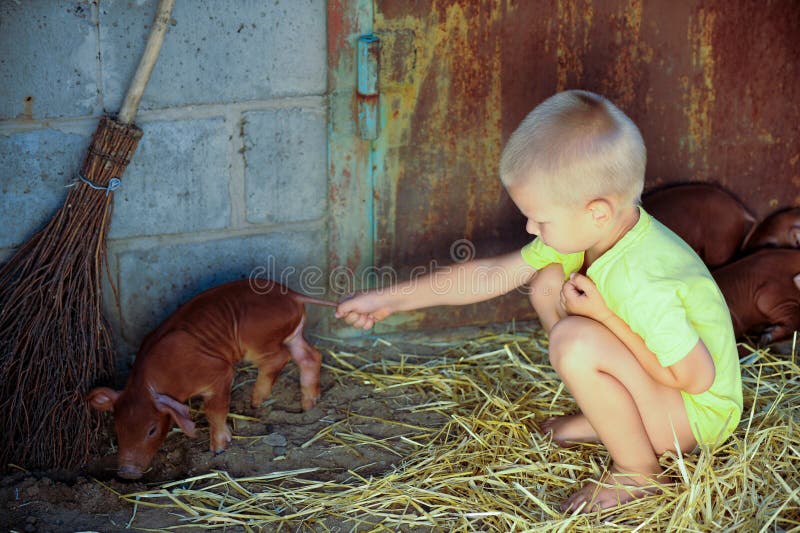 De Europese jongens spelen met Rode varkens van Duroc ras Onlangs geboren royalty-vrije stock foto De Europese jongens spelen met Rode varkens van Duroc ras Onlangs geboren royalty-vrije stock foto
