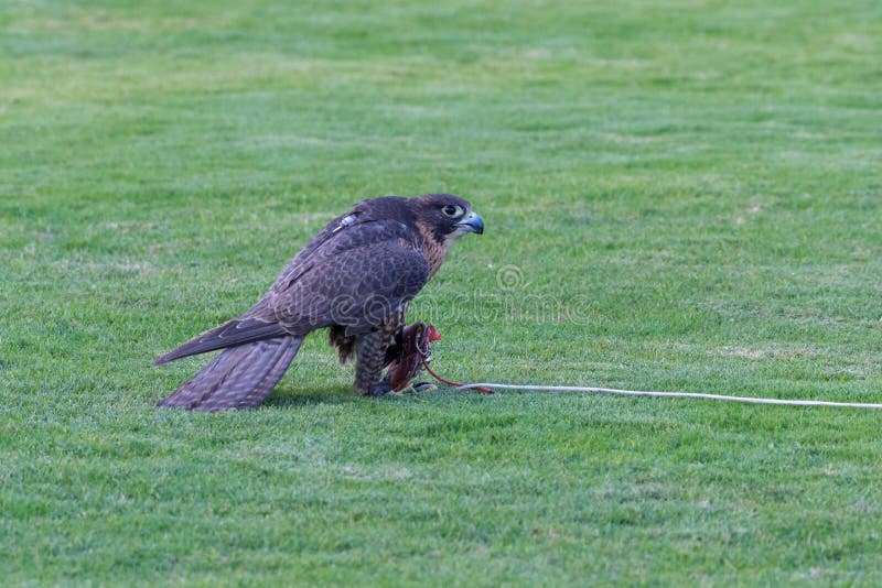 De falco peregrinus falcon pérégrin sur terre après la saisie de mendier. Fauconnerie ou conservation des faucons et emballage d'e