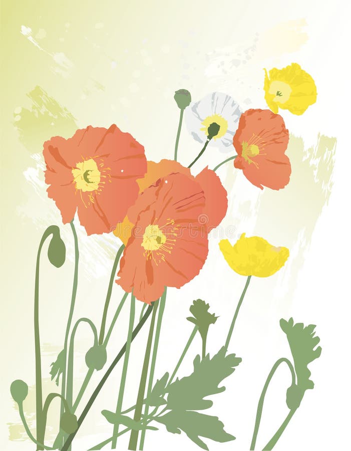 Orange, yellow and white poppy flowers on textured paint background. Orange, yellow and white poppy flowers on textured paint background