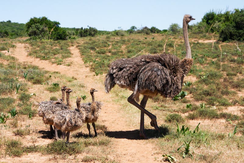 De familie van de struisvogel royalty-vrije stock foto De familie van de struisvogel royalty-vrije stock foto