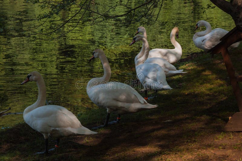 De familie van de witte zwaan dichtbij de rivier met groen water, binnenlandse de zomertijd Zwaanclose-up stock afbeeldingen De familie van de witte zwaan dichtbij de rivier met groen water, binnenlandse de zomertijd Zwaanclose-up stock afbeeldingen