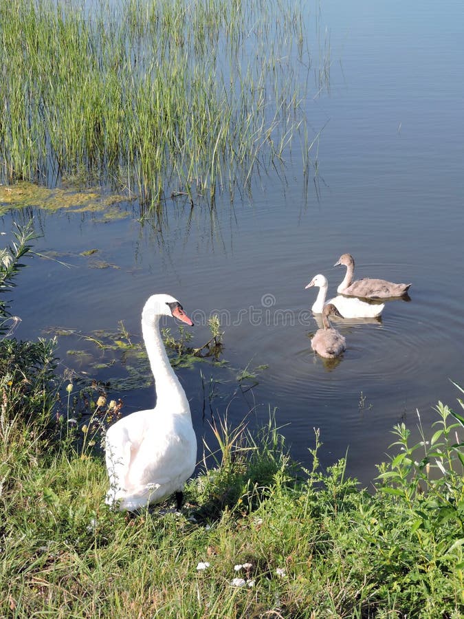 Beautiful swans family in lake, Lithuania. Beautiful swans family in lake, Lithuania