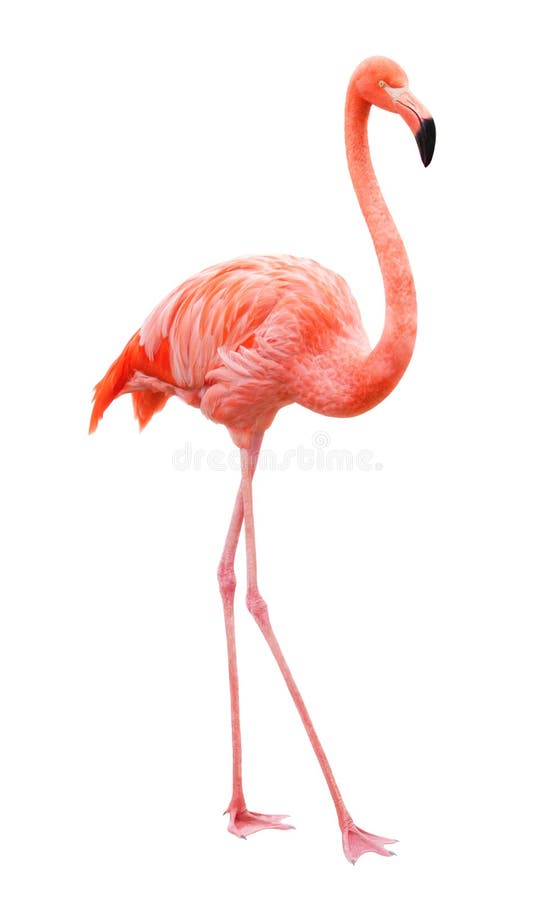 De flamingo van de vogel