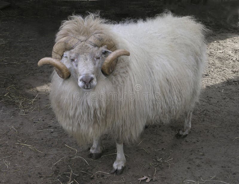 De Foto van de voorraad van Ram royalty-vrije stock foto De Foto van de voorraad van Ram royalty-vrije stock foto