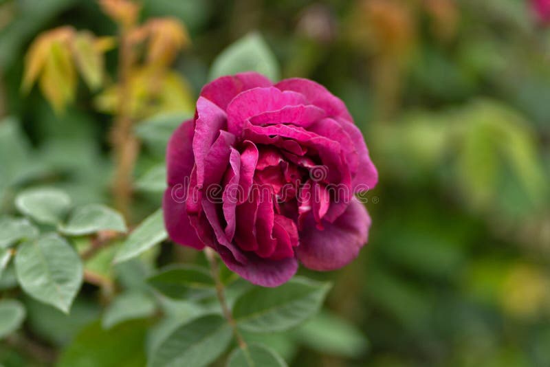 De foto van het rood nam in de tuin op de grasachtergrond toe royalty-vrije stock fotografie De foto van het rood nam in de tuin op de grasachtergrond toe royalty-vrije stock fotografie