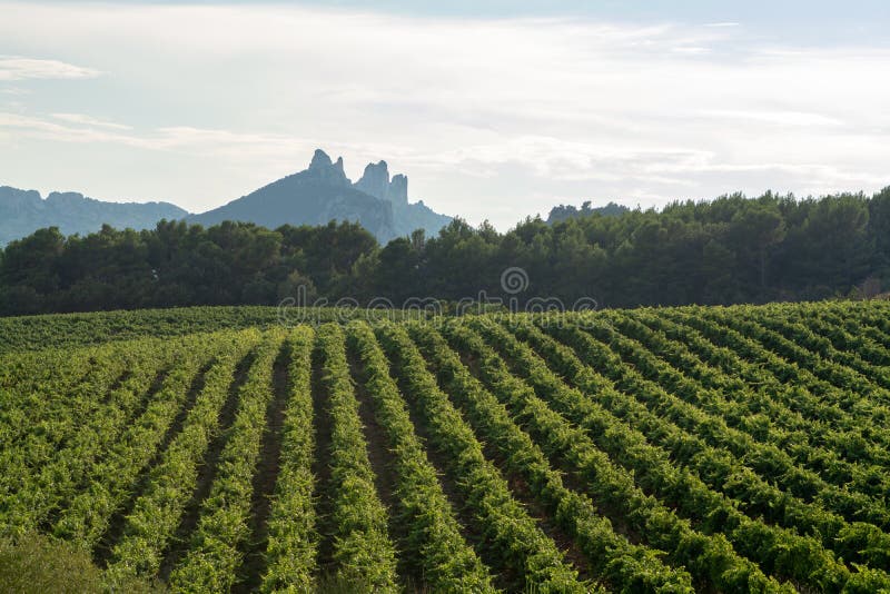 De Franse rode AOC-wijndruiven planten, nieuwe oogst binnen van wijndruif royalty-vrije stock foto's De Franse rode AOC-wijndruiven planten, nieuwe oogst binnen van wijndruif royalty-vrije stock foto's