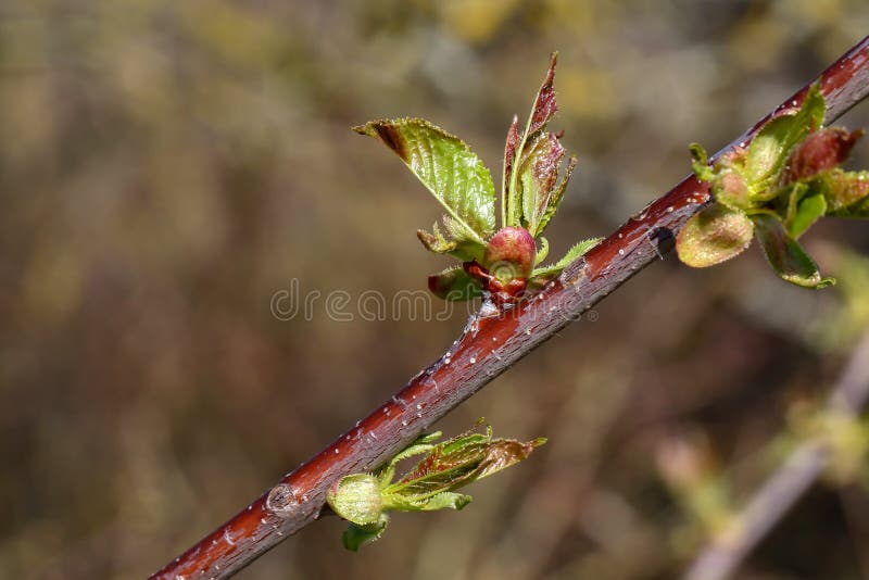 De första sidorna på träden blommar på våren royaltyfri bild De första sidorna på träden blommar på våren royaltyfri bild