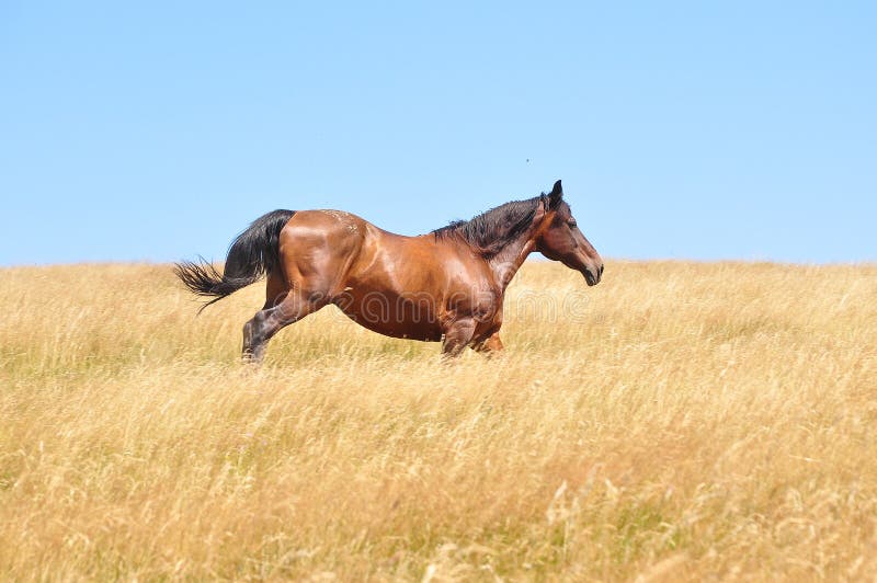 Beautiful horse gallops on a field, in a summer day. Beautiful horse gallops on a field, in a summer day.