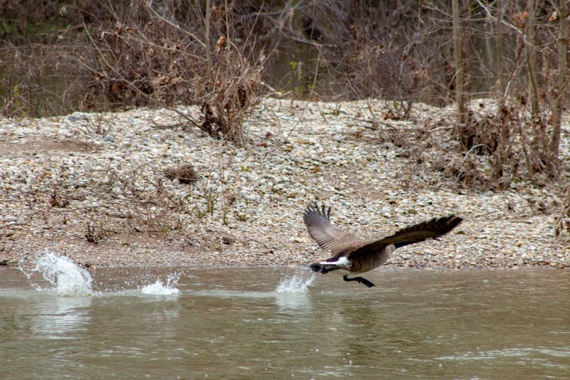 De Gans die van Canada van een Rivier opstijgen royalty-vrije stock fotografie De Gans die van Canada van een Rivier opstijgen royalty-vrije stock fotografie