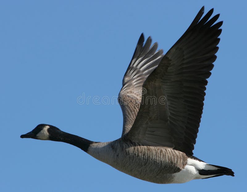De Gans van Canada royalty-vrije stock afbeeldingen De Gans van Canada royalty-vrije stock afbeeldingen