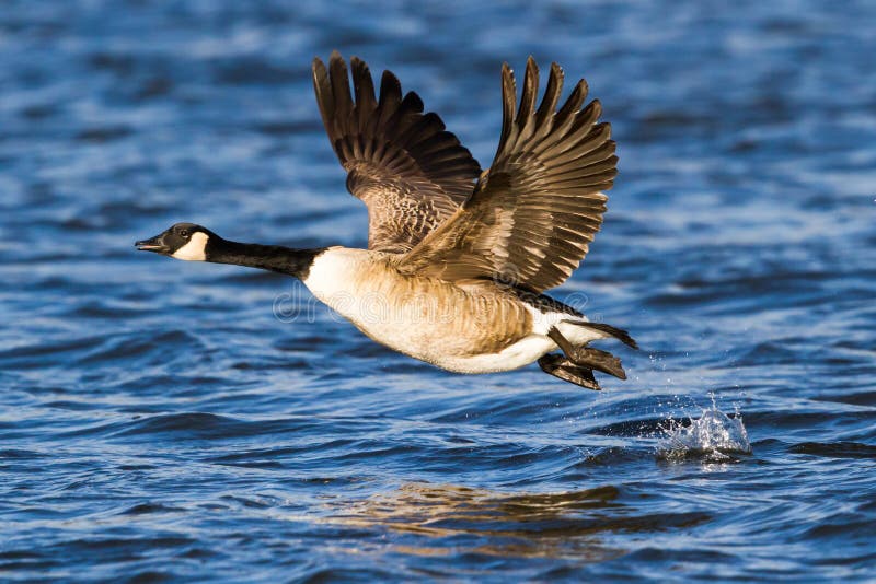 De Gans van Canada royalty-vrije stock afbeelding De Gans van Canada royalty-vrije stock afbeelding
