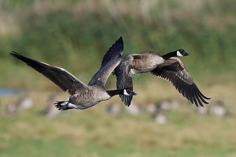 De gans & x28 van Canada; Branta canadensis& x29; royalty-vrije stock afbeeldingen De gans & x28 van Canada; Branta canadensis& x29; royalty-vrije stock afbeeldingen