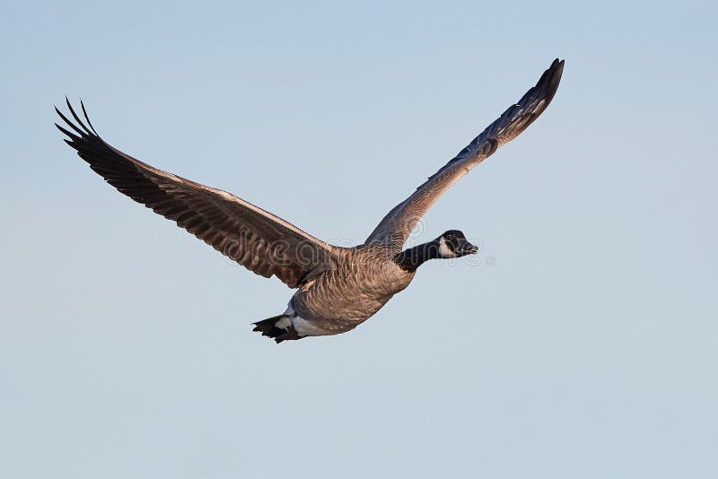De gans & x28 van Canada; Branta canadensis& x29; royalty-vrije stock afbeeldingen De gans & x28 van Canada; Branta canadensis& x29; royalty-vrije stock afbeeldingen