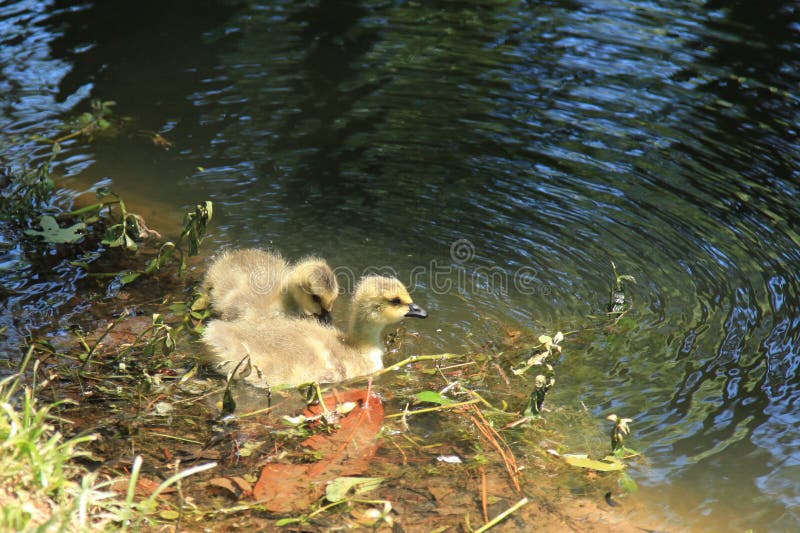 De gansjes van de baby proberen hun nieuwe benen uit royalty-vrije stock foto De gansjes van de baby proberen hun nieuwe benen uit royalty-vrije stock foto