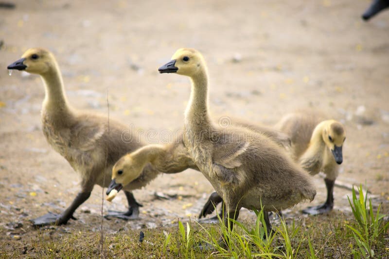 De ganzenkuikens van Canada het voeden stock foto De ganzenkuikens van Canada het voeden stock foto