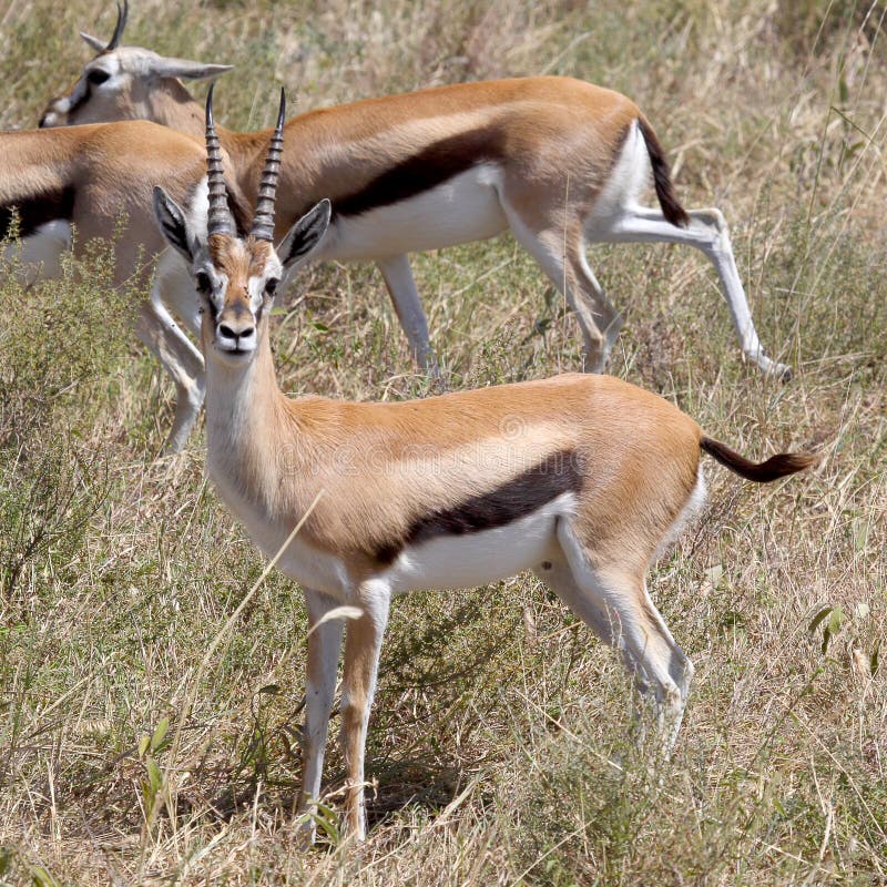 A Thomson's gazelle (Eudorcas thomsonii) looking at camera in Serengeti National Park, Tanzania. A Thomson's gazelle (Eudorcas thomsonii) looking at camera in Serengeti National Park, Tanzania