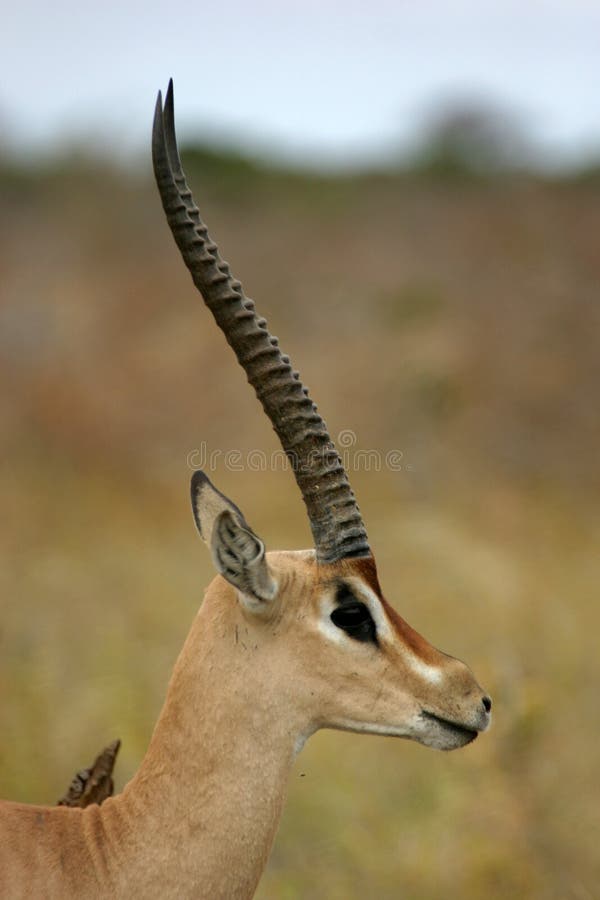 De Gazelle van de toelage royalty-vrije stock foto De Gazelle van de toelage royalty-vrije stock foto
