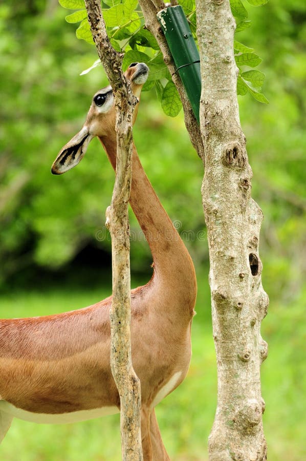 A Waller's Gazelle, also known as a Gerenuk antelope stretching out her long neck to get food off of a small tree. Photographed in a South Florida Zoo. A Waller's Gazelle, also known as a Gerenuk antelope stretching out her long neck to get food off of a small tree. Photographed in a South Florida Zoo.