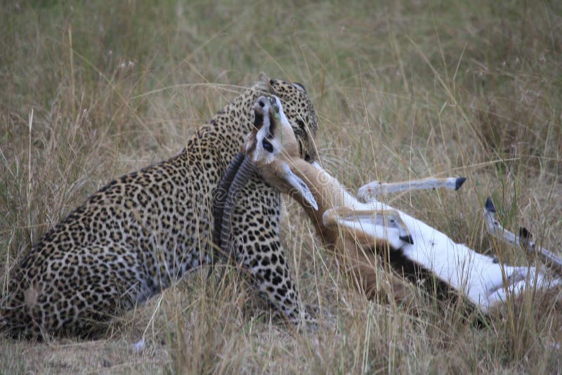 Leopard grips a gazelle by the throat after a successful hunt and kill in the Masai Mara Kenya. Leopard grips a gazelle by the throat after a successful hunt and kill in the Masai Mara Kenya