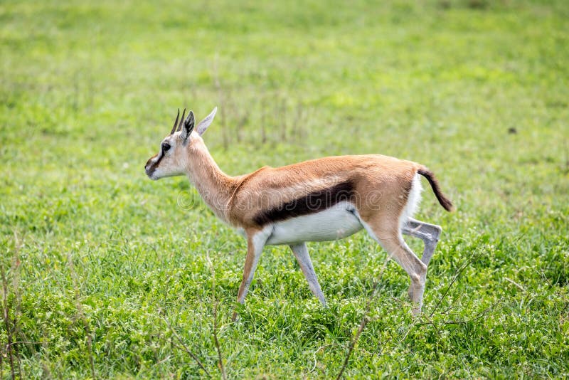 A Thompson's Gazelle in the Serengeti ,Tanzania. A Thompson's Gazelle in the Serengeti ,Tanzania