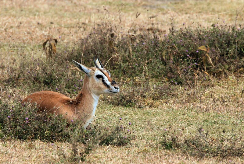 Thomson’s Gazelle (Eudorcas Thomsonii) Lying in the Grass, Ngorongoro Crater, Tanzania. Thomson’s Gazelle (Eudorcas Thomsonii) Lying in the Grass, Ngorongoro Crater, Tanzania