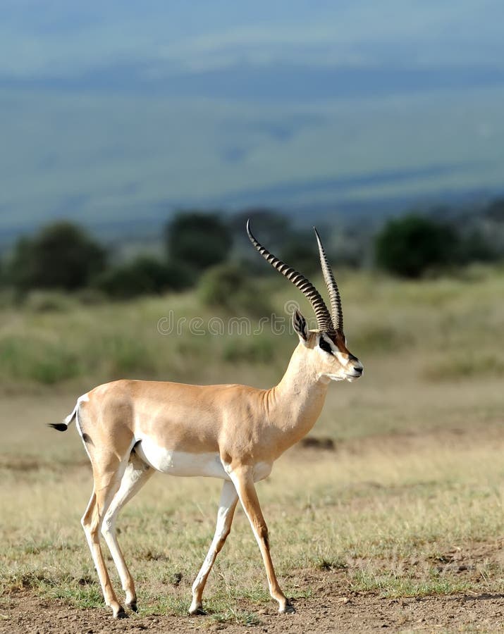 Thomson's gazelle on savanna in National park. Kenya, Africa. Thomson's gazelle on savanna in National park. Kenya, Africa