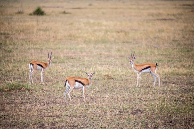 Three small gazelle in the Serengeti. Three small gazelle in the Serengeti.