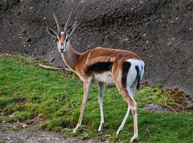 Thomson's gazelles are recognized as the most common type of gazelle in East Africa. They have light brown coats with white underparts and distinctive black stripes on the sides. . Thomson's gazelles are recognized as the most common type of gazelle in East Africa. They have light brown coats with white underparts and distinctive black stripes on the sides. .