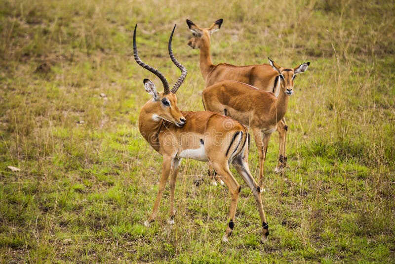 Thomson's gazelle in the Nairobi National Park. Thomson's gazelle in the Nairobi National Park.