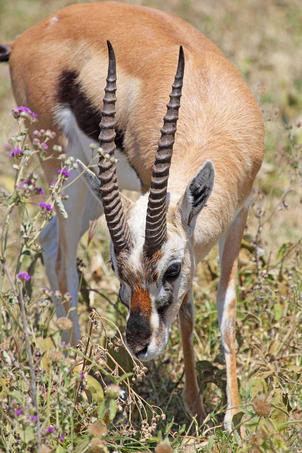 A Thomson's gazelle (Eudorcas thomsonii) grazing in Serengeti National Park, Tanzania. A Thomson's gazelle (Eudorcas thomsonii) grazing in Serengeti National Park, Tanzania