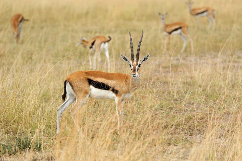 Thomson`s gazelle on savanna in National park of Africa. Thomson`s gazelle on savanna in National park of Africa