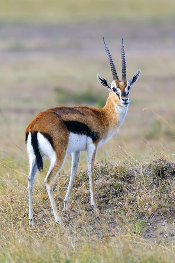 Thomson`s gazelle on savanna in National park of Africa. Thomson`s gazelle on savanna in National park of Africa