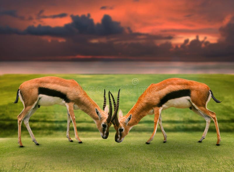 Two male thomson's gazelle fighting by horn in green grass field against beautiful landscape. Two male thomson's gazelle fighting by horn in green grass field against beautiful landscape