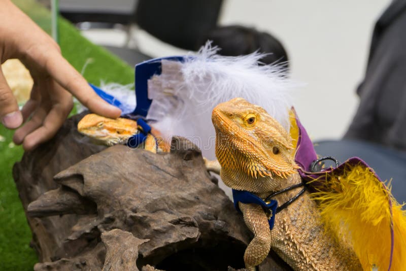De gebaarde Draak (Pogona vitticeps) in huisdier toont stock afbeelding De gebaarde Draak (Pogona vitticeps) in huisdier toont stock afbeelding
