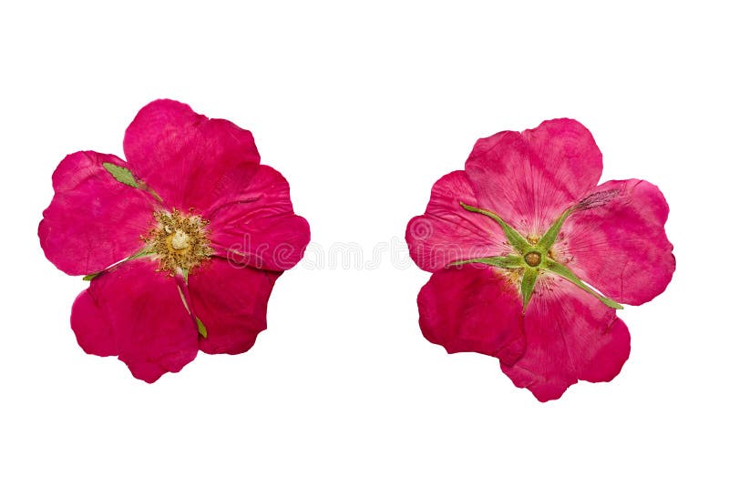 De gedrukte en Droge bloemwildernis nam toe Geïsoleerdj op witte achtergrond stock foto's De gedrukte en Droge bloemwildernis nam toe Geïsoleerdj op witte achtergrond stock foto's