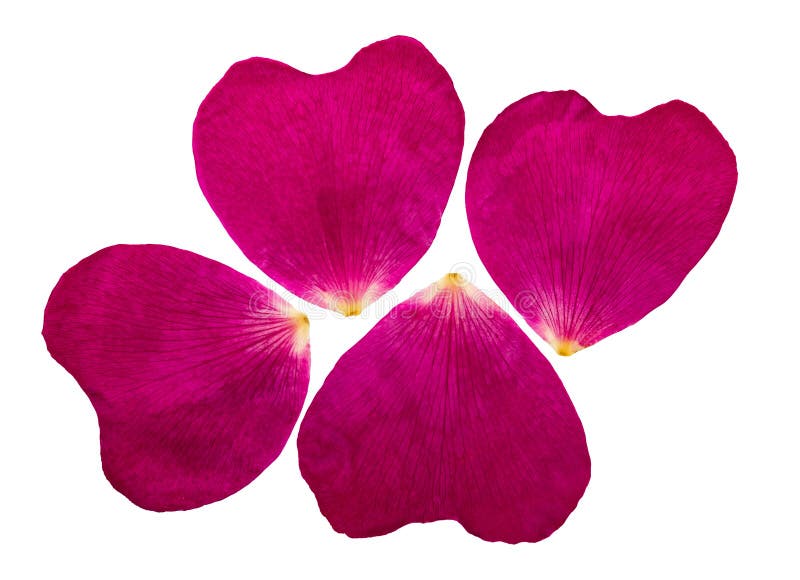 De gedrukte en droge roze bloemblaadjes van een wildernis namen toe Geïsoleerde stock foto De gedrukte en droge roze bloemblaadjes van een wildernis namen toe Geïsoleerde stock foto