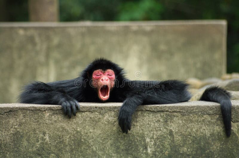 This image of a Spider Monkey was captured at Rio de Janeiro zoo, Brazil. This image of a Spider Monkey was captured at Rio de Janeiro zoo, Brazil