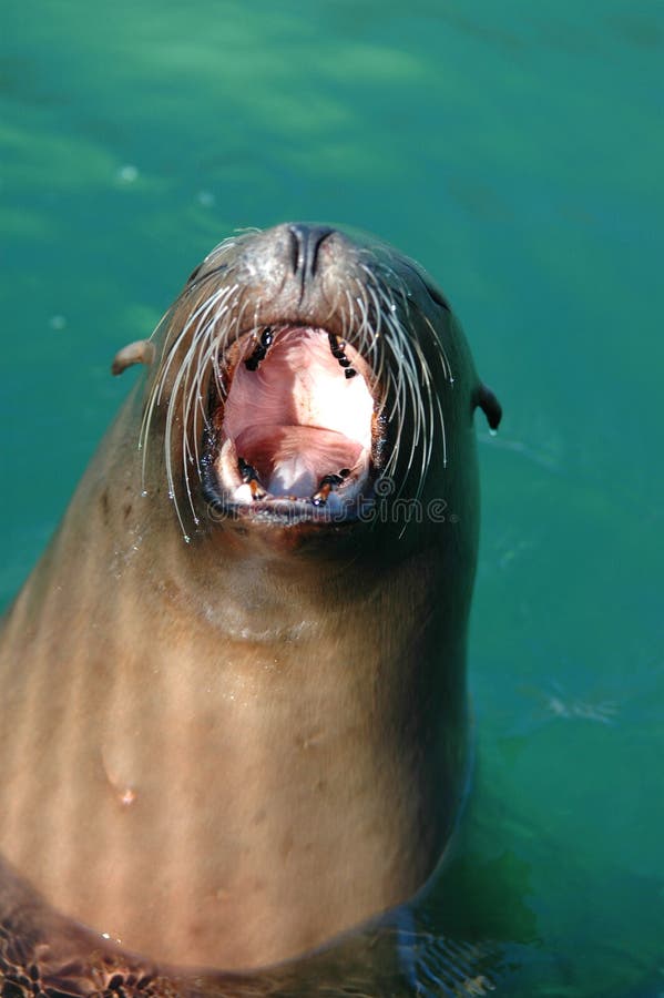 Zeeleeuwen gaap royalty-vrije stock foto's