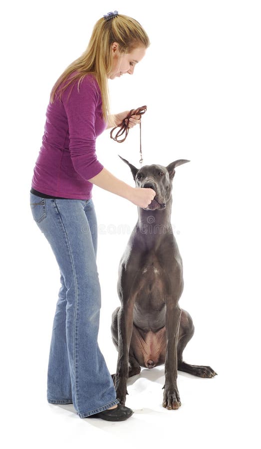 De gehoorzaamheid van de hond opleiding stock afbeelding De gehoorzaamheid van de hond opleiding stock afbeelding