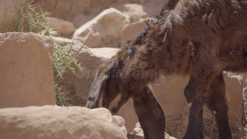 De geit knaagt aan op installaties in Petra Jordan