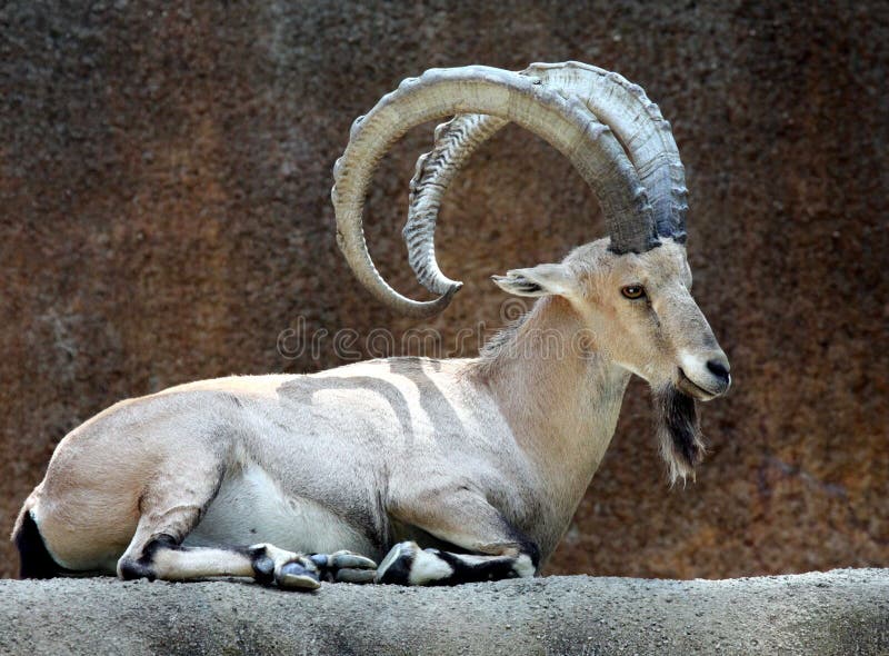 Nubian Ibex Goat Sitting In Profile. Nubian Ibex Goat Sitting In Profile