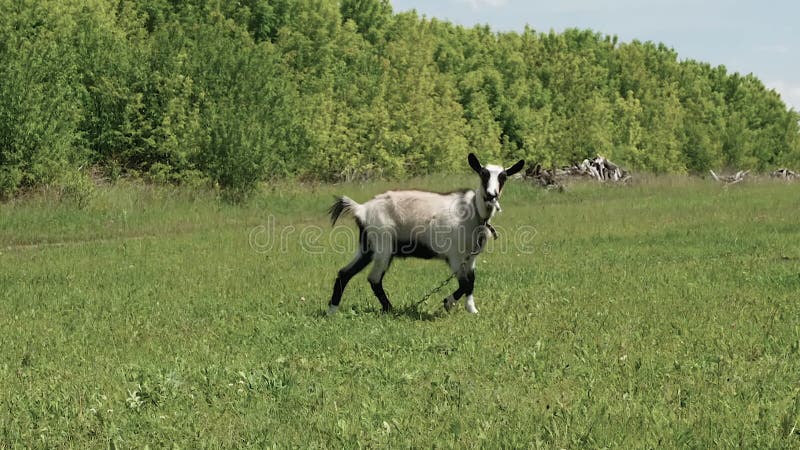 De geitenkweiden op de boerderij eten gras en walsen die aan een ketting zijn gebonden. geit in de weide