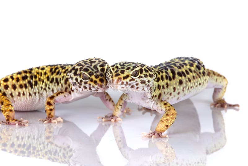 De gekko's van de luipaard