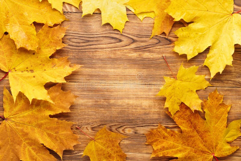 De gele esdoorn verlaat kaderachtergrond Autumn Seasonal Concept stock afbeeldingen De gele esdoorn verlaat kaderachtergrond Autumn Seasonal Concept stock afbeeldingen