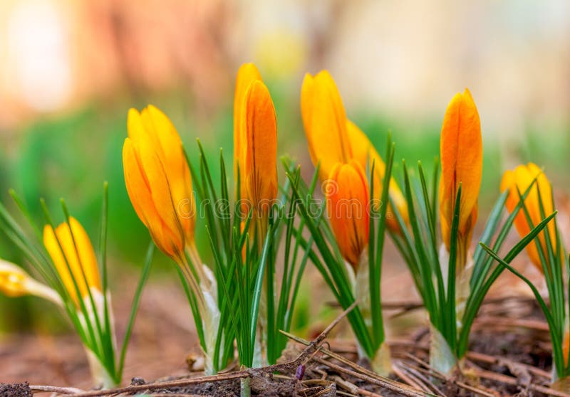 De gele knoppen van de mooie lente bloeit de lenteochtend van de Krokusclose-up stock afbeelding De gele knoppen van de mooie lente bloeit de lenteochtend van de Krokusclose-up stock afbeelding