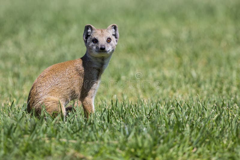 De gele Mongoes jacht voor prooi op kort groen gras royalty-vrije stock afbeelding De gele Mongoes jacht voor prooi op kort groen gras royalty-vrije stock afbeelding