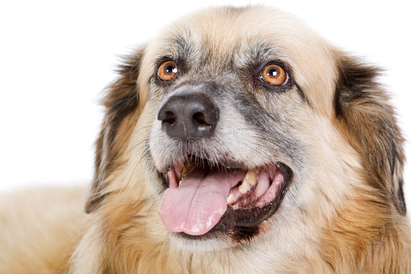 De gelukkige Grote Hond van de Kruising stock fotografie De gelukkige Grote Hond van de Kruising stock fotografie