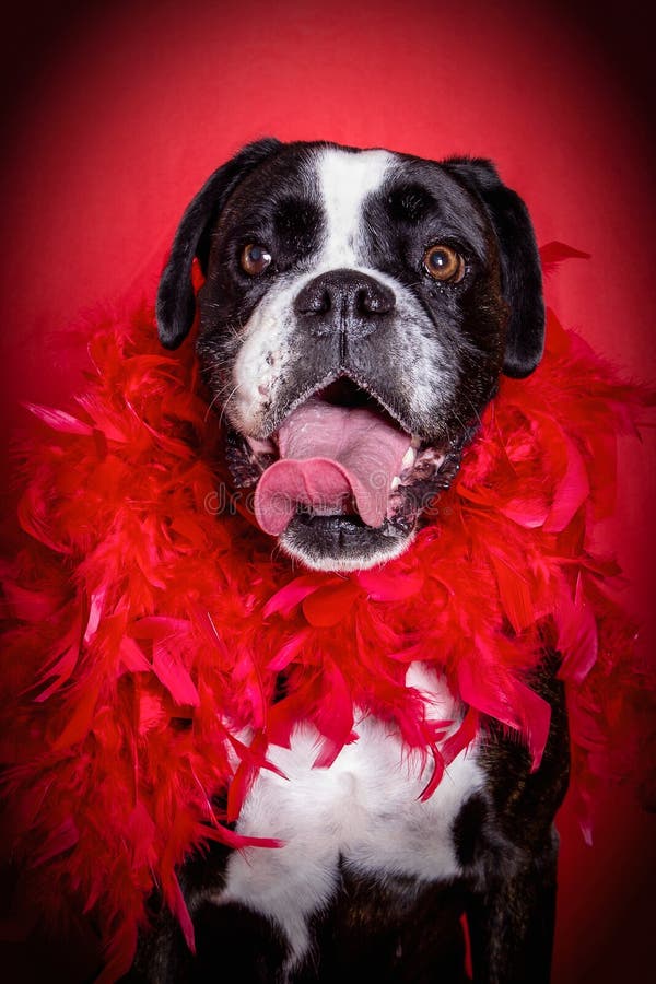 De gelukkige hond is klaar aan partij royalty-vrije stock foto's De gelukkige hond is klaar aan partij royalty-vrije stock foto's