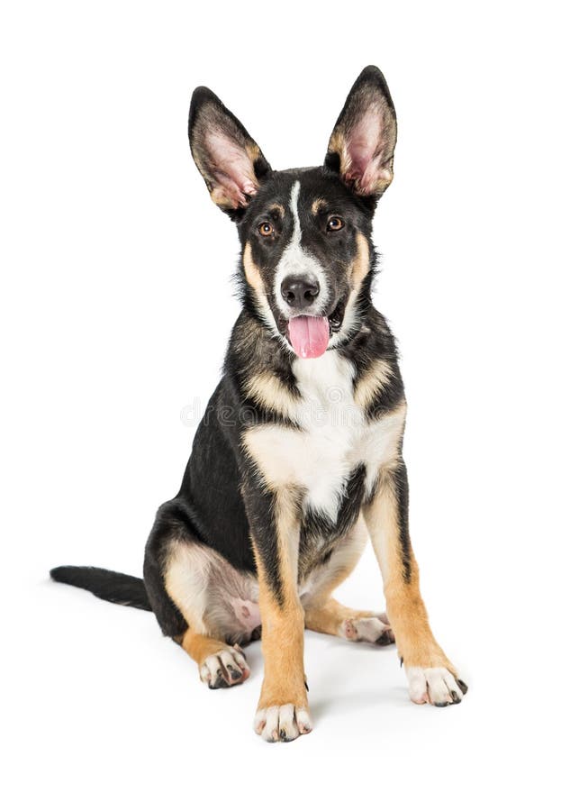 De Gelukkige Uitdrukking van herderscrossbreed young dog stock foto's De Gelukkige Uitdrukking van herderscrossbreed young dog stock foto's
